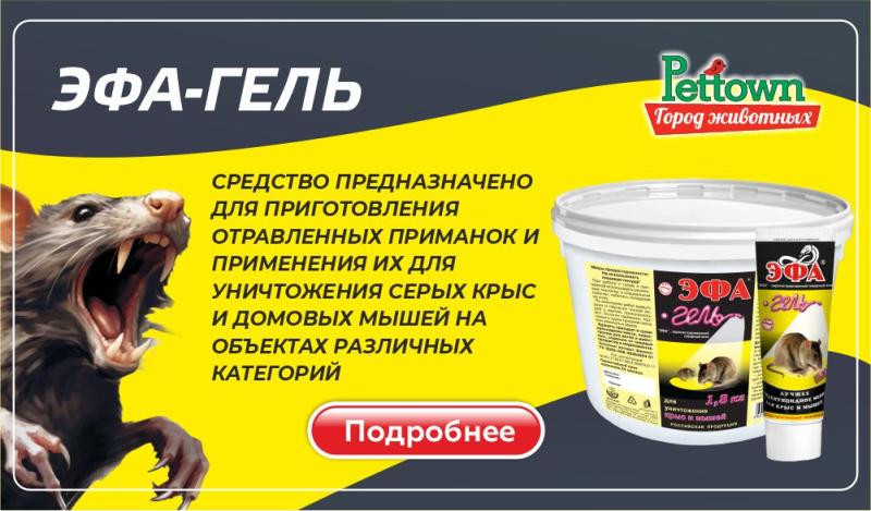 Как приготовить эффективную приманку для крыс и мышей с Эфа-гелем