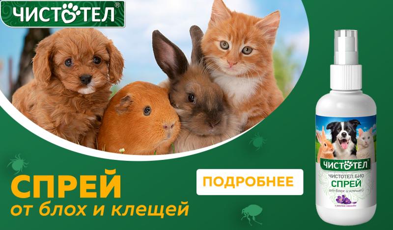  Защита + Уход! Натуральный спрей Чистотел Био для ваших питомцев 