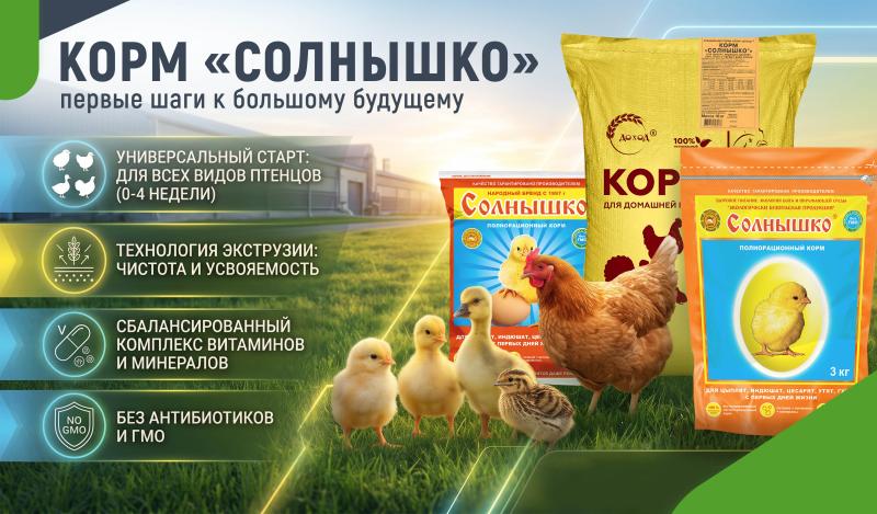 Первые шаги к большому будущему: как правильно стартовать в птицеводстве