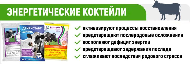 Лизунец Янтарный