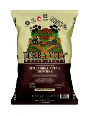 Клубника Георгин Астра